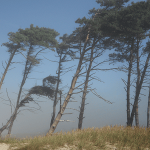 pine trees blowing in wind